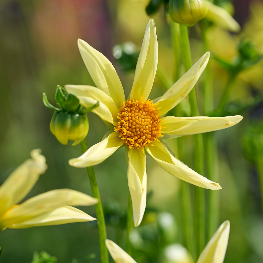 Daaliaseos 'Dahlia Honka mix'