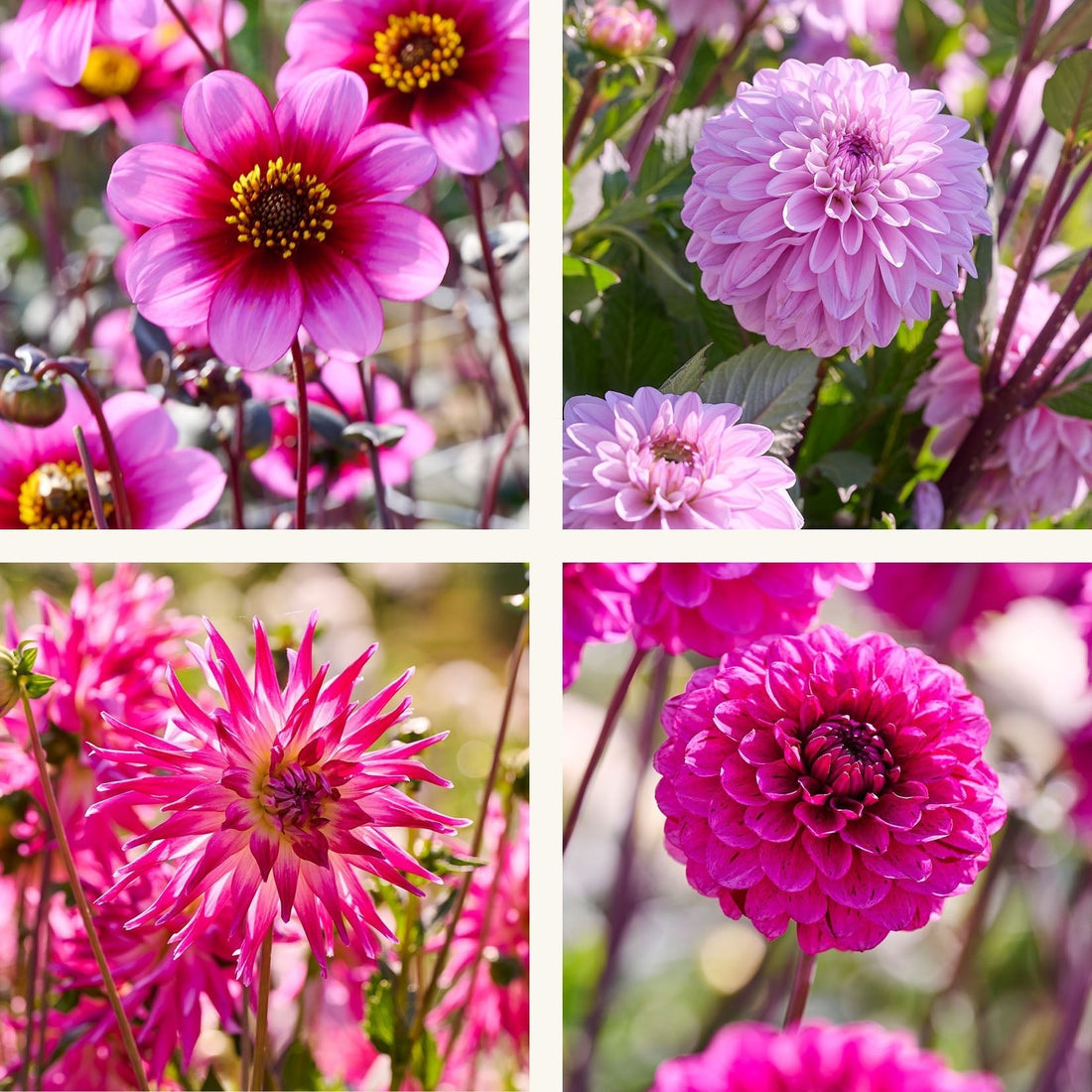 Daaliaseos 'Light purple mix'