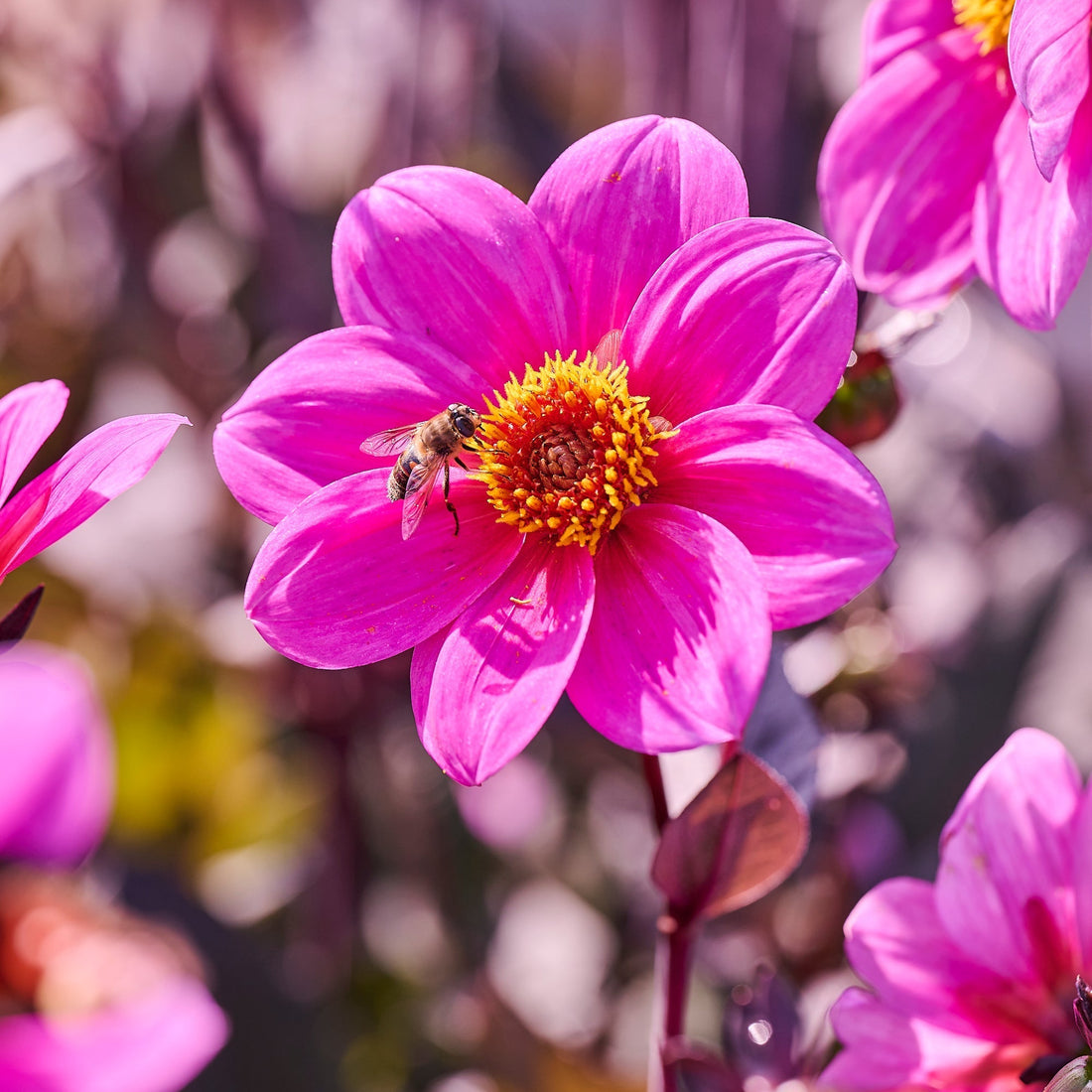 Daaliaseos 'Single Daaliaseos'