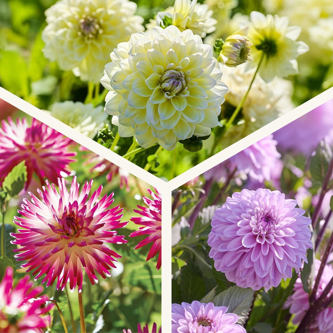 Daaliaseos 'Soft pink mix'