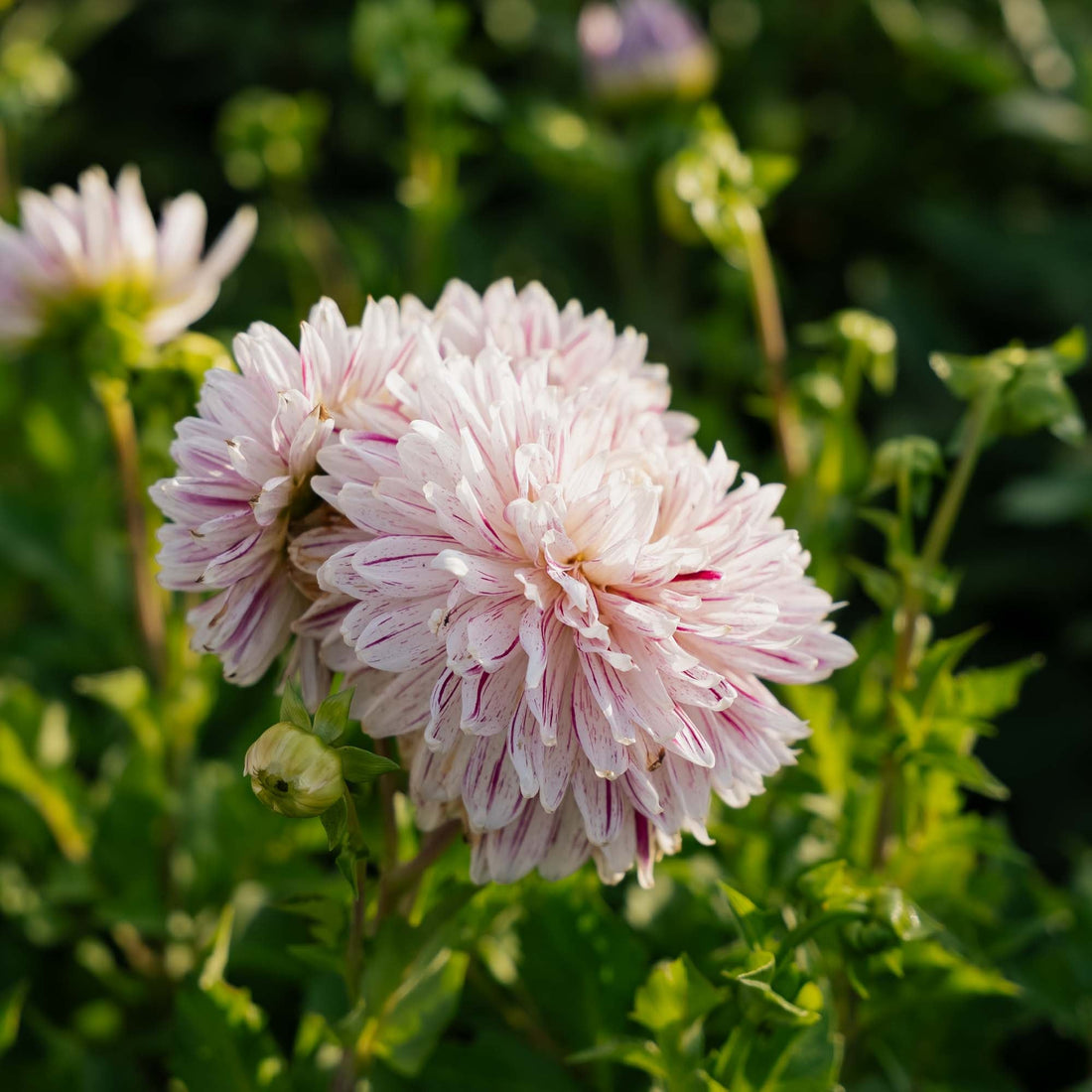 Daalia 'Avignon'