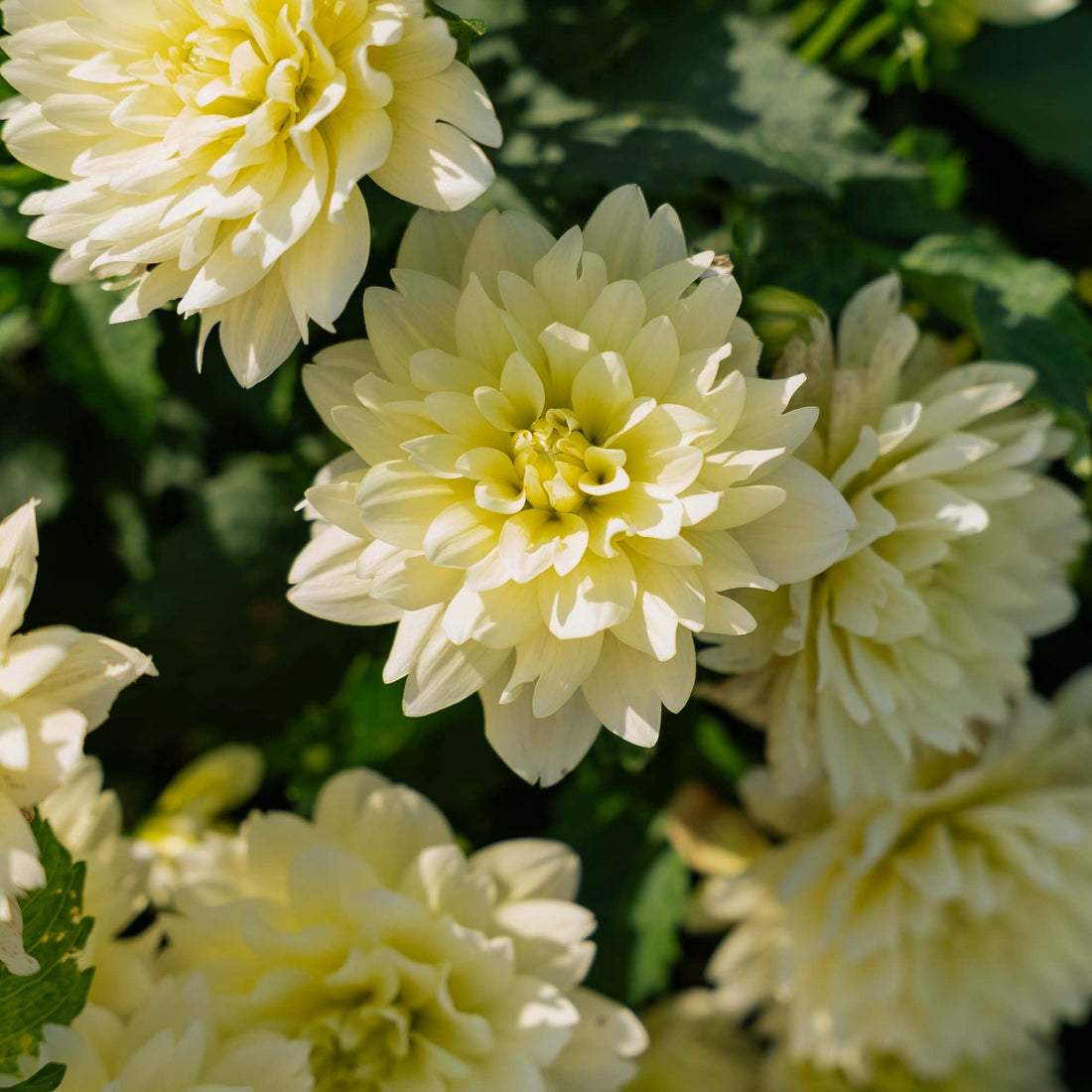 Daalia 'Berliner Lemon'
