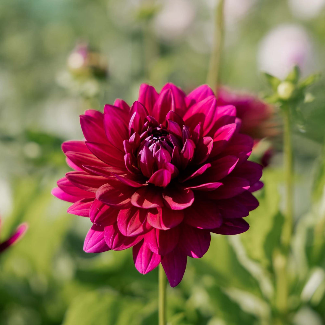 Daalia 'Berner Oberland'