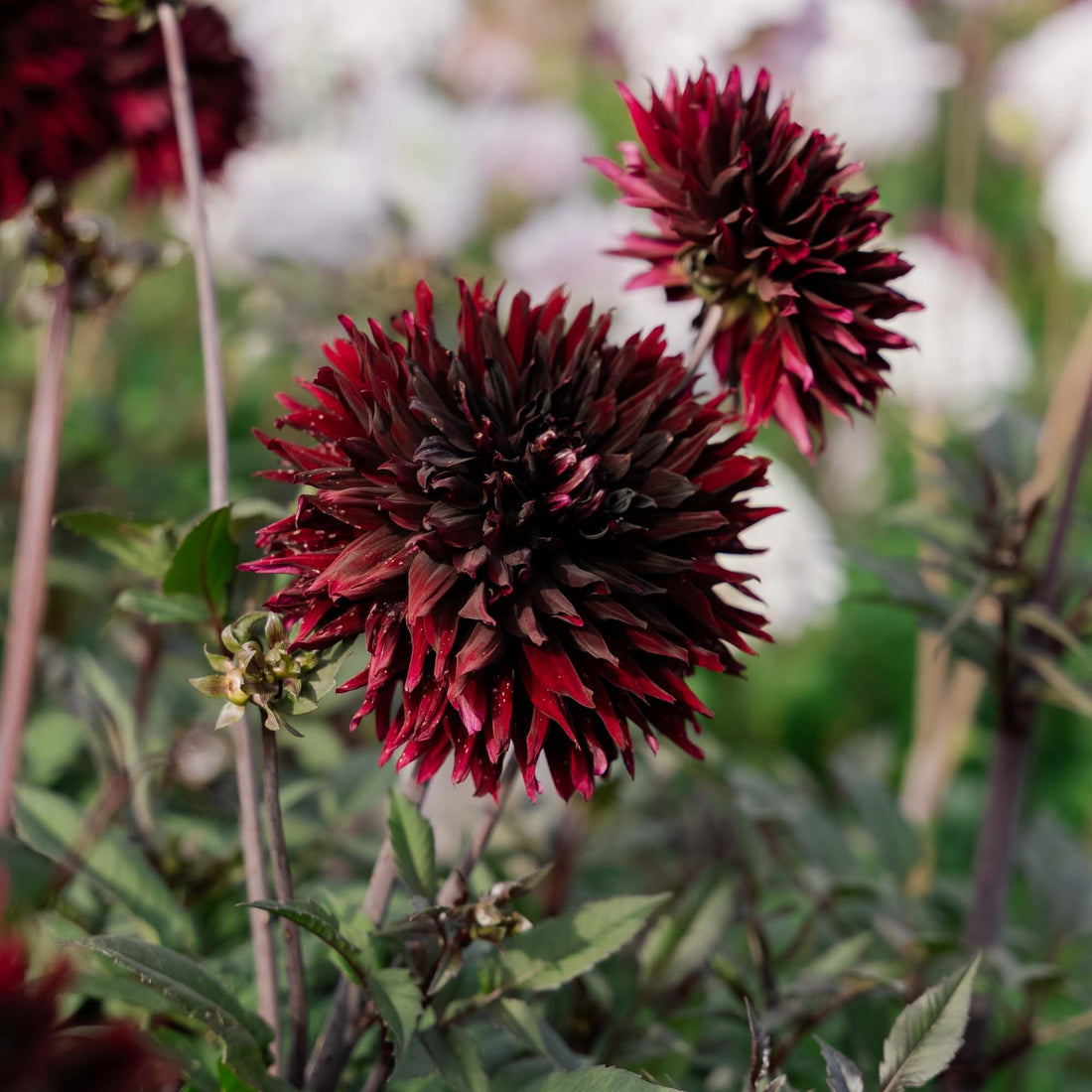 Daalia 'Black Jack'