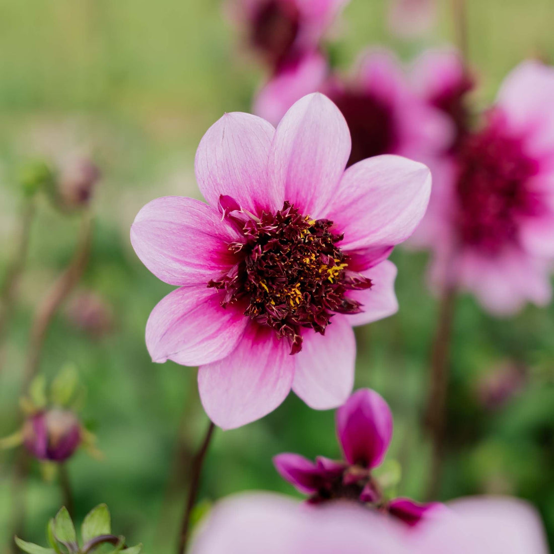 Daalia 'Blue Bayou'