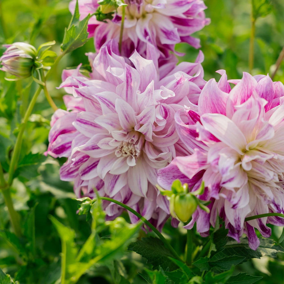 Daalia 'Bristol Stripe'