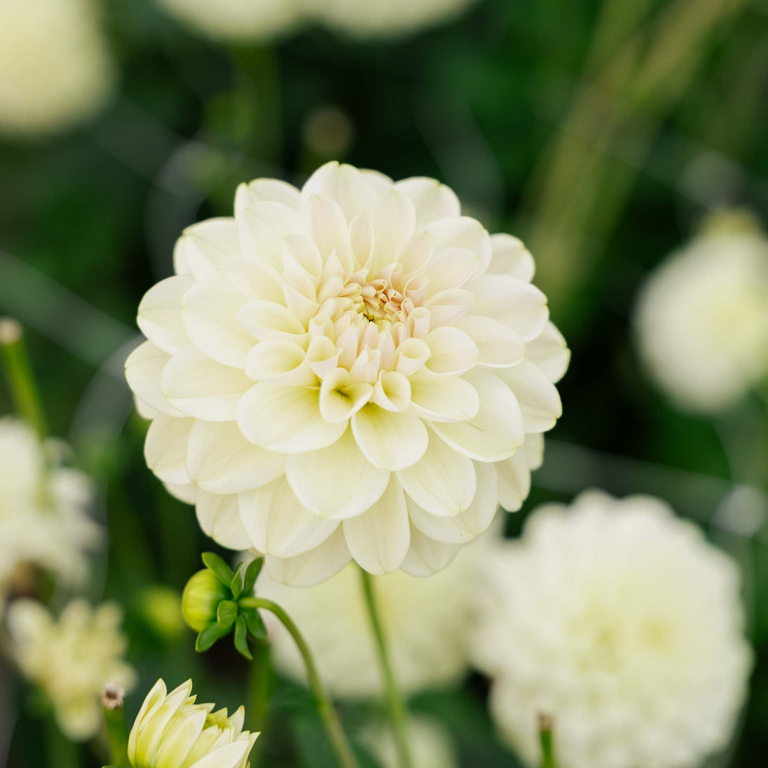 Daalia 'Caramel Antique'