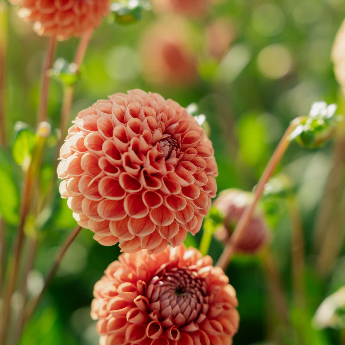 Daalia 'Cornel Bronze'