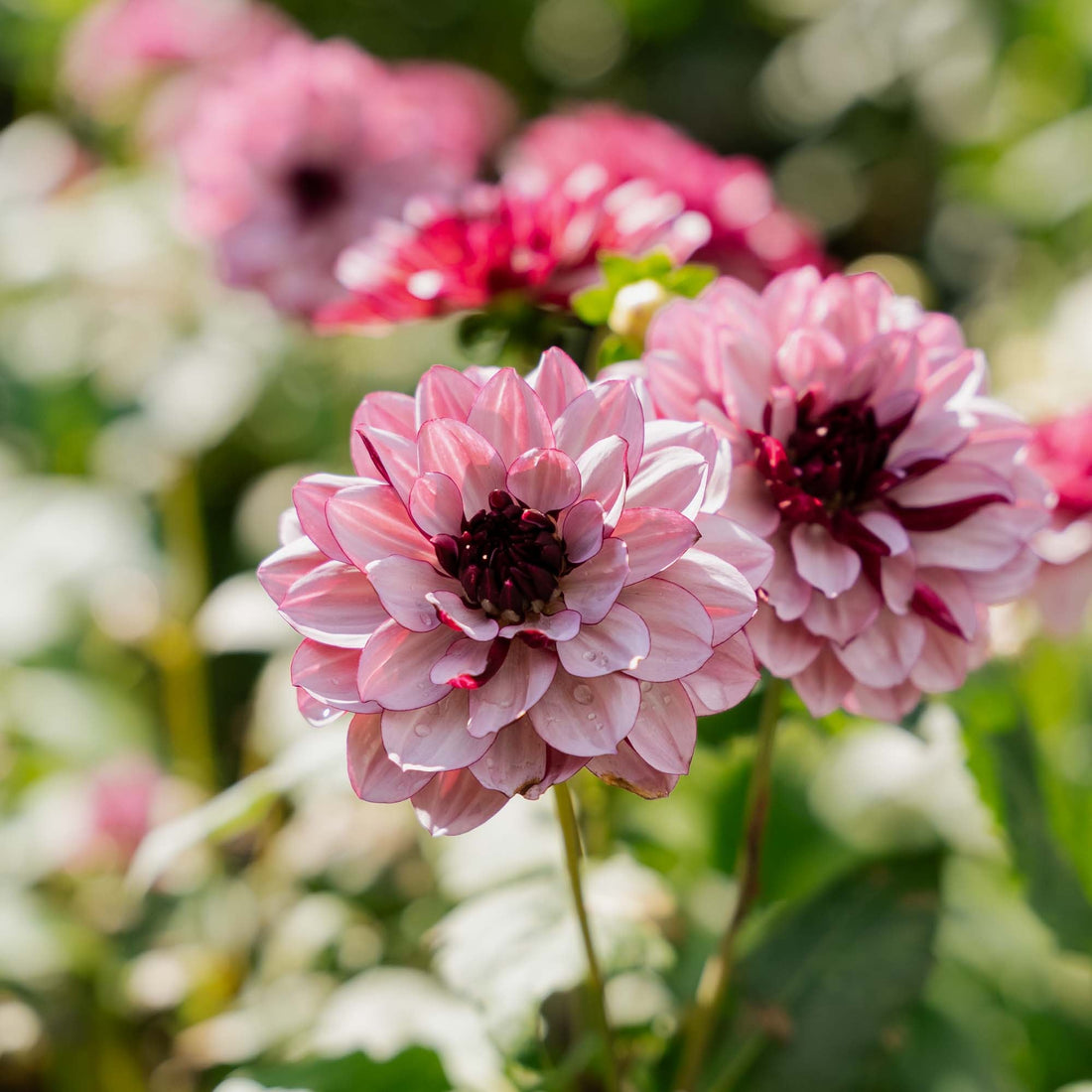 Daalia 'Creme de Cassis'