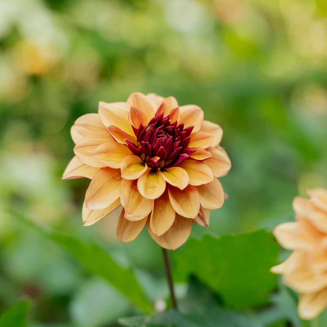 Daalia 'Creme de Cognac'