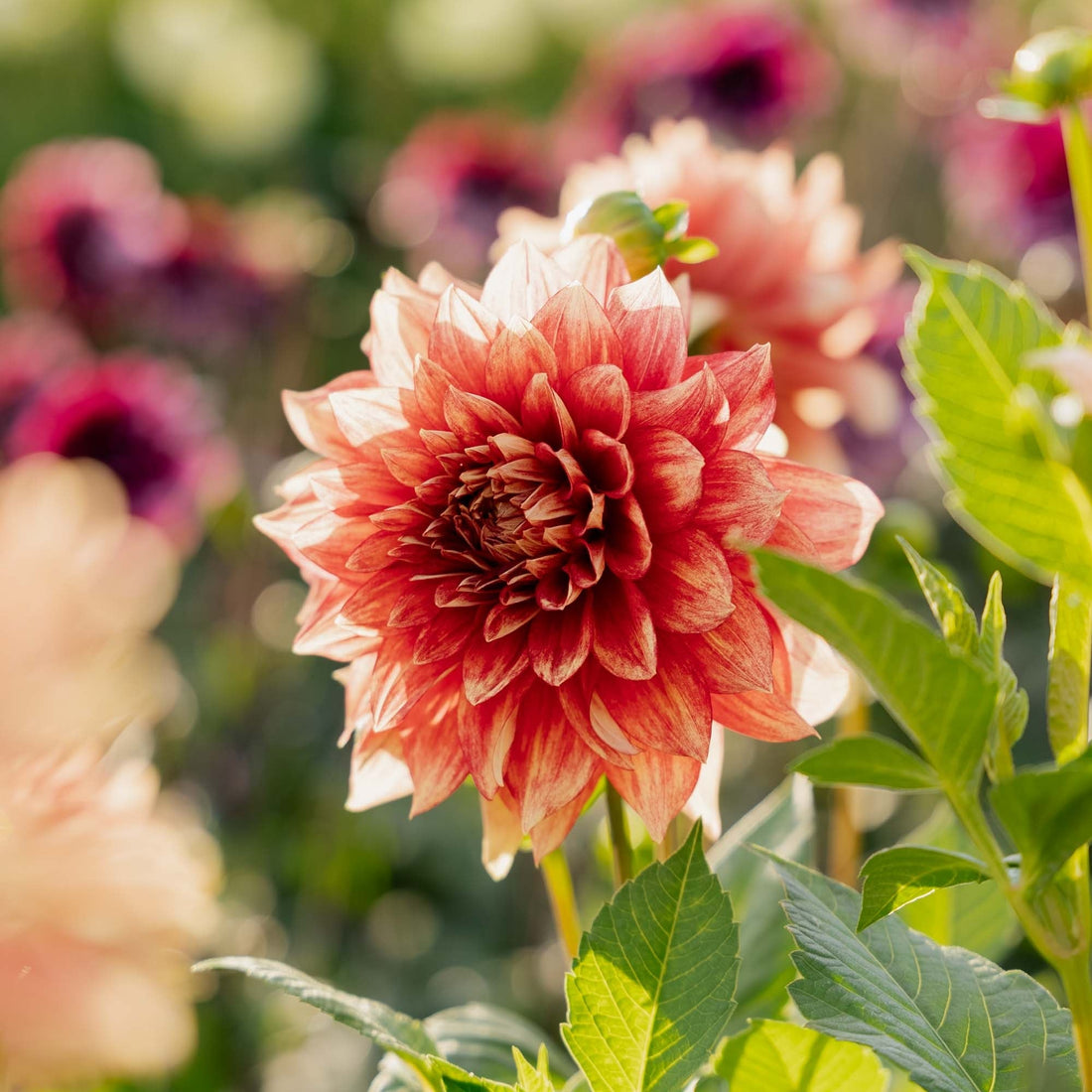 Daalia 'Dazzling Magic'