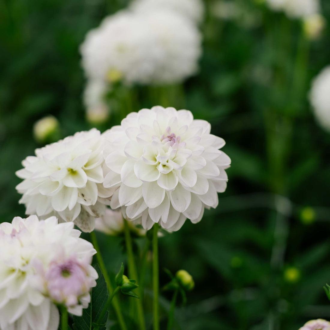 Daalia 'Eveline'