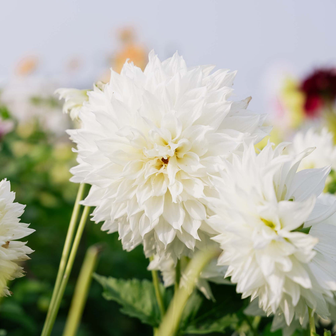 Daalia 'Fleurel'