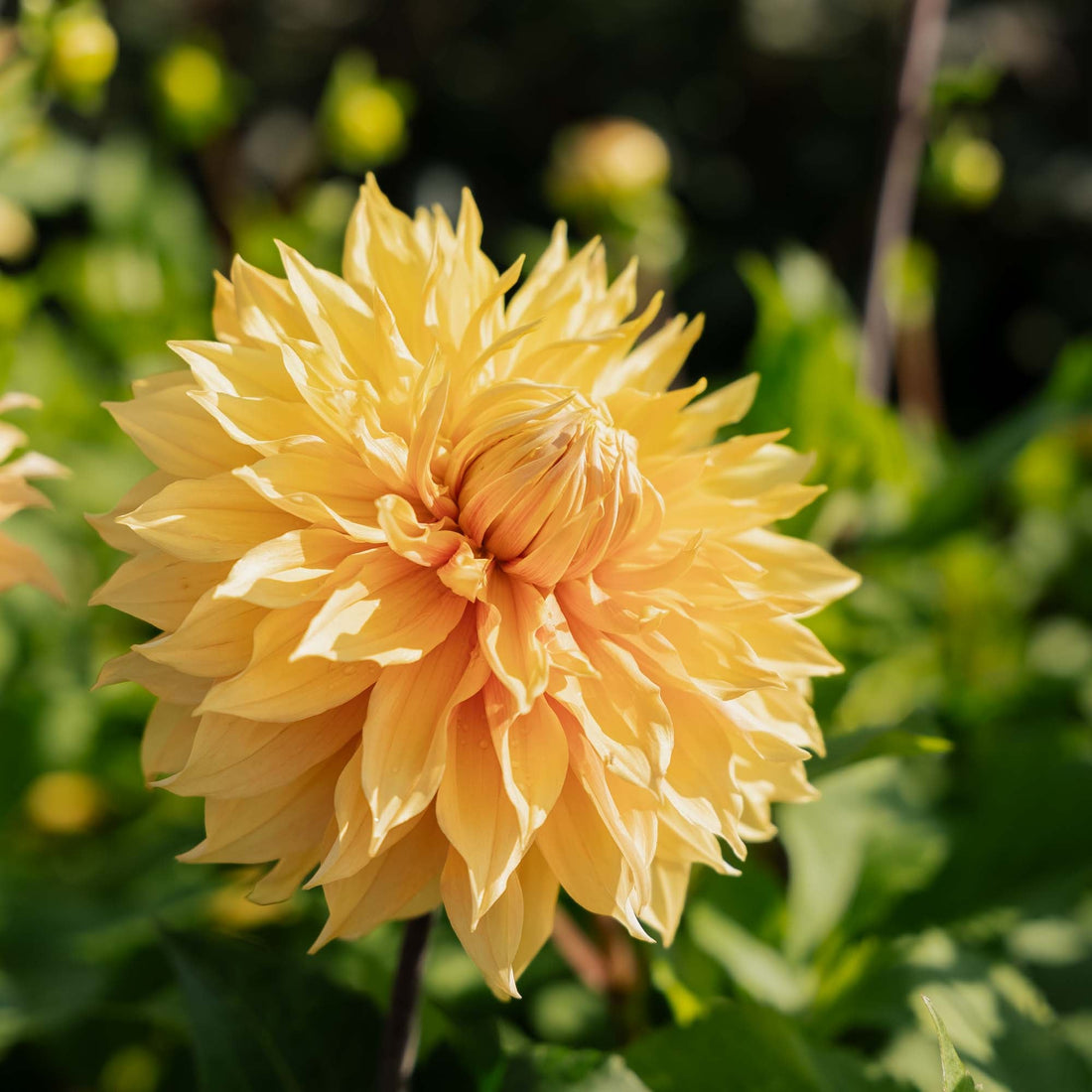 Daalia 'Hamari Gold'