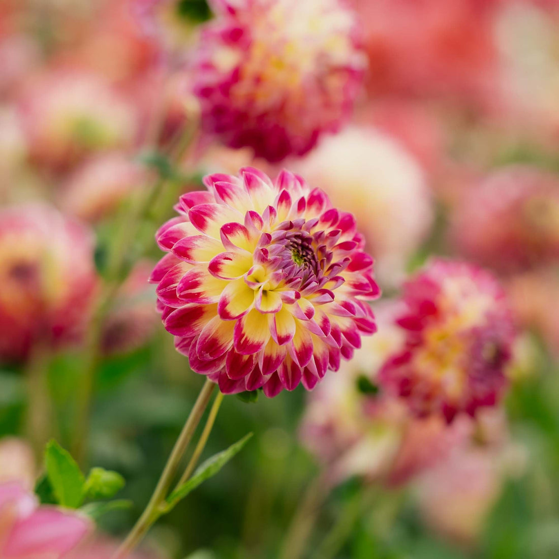 Daalia 'Hapet Daydream'