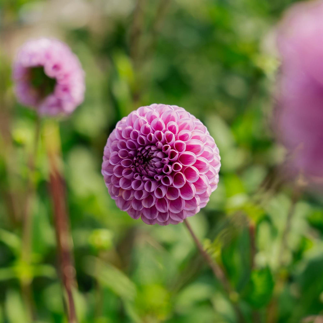 Daalia 'Isabel'