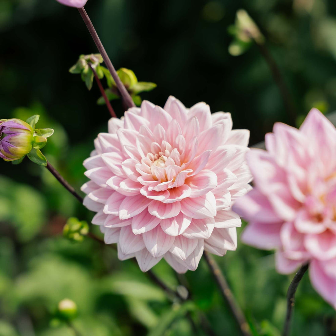 Daalia 'Karma Prospero'