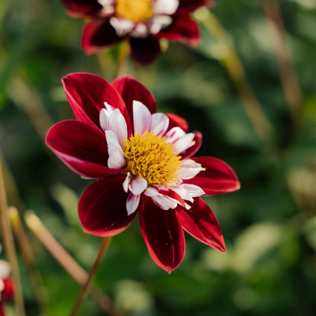 Daalia 'Mary Evelyn'