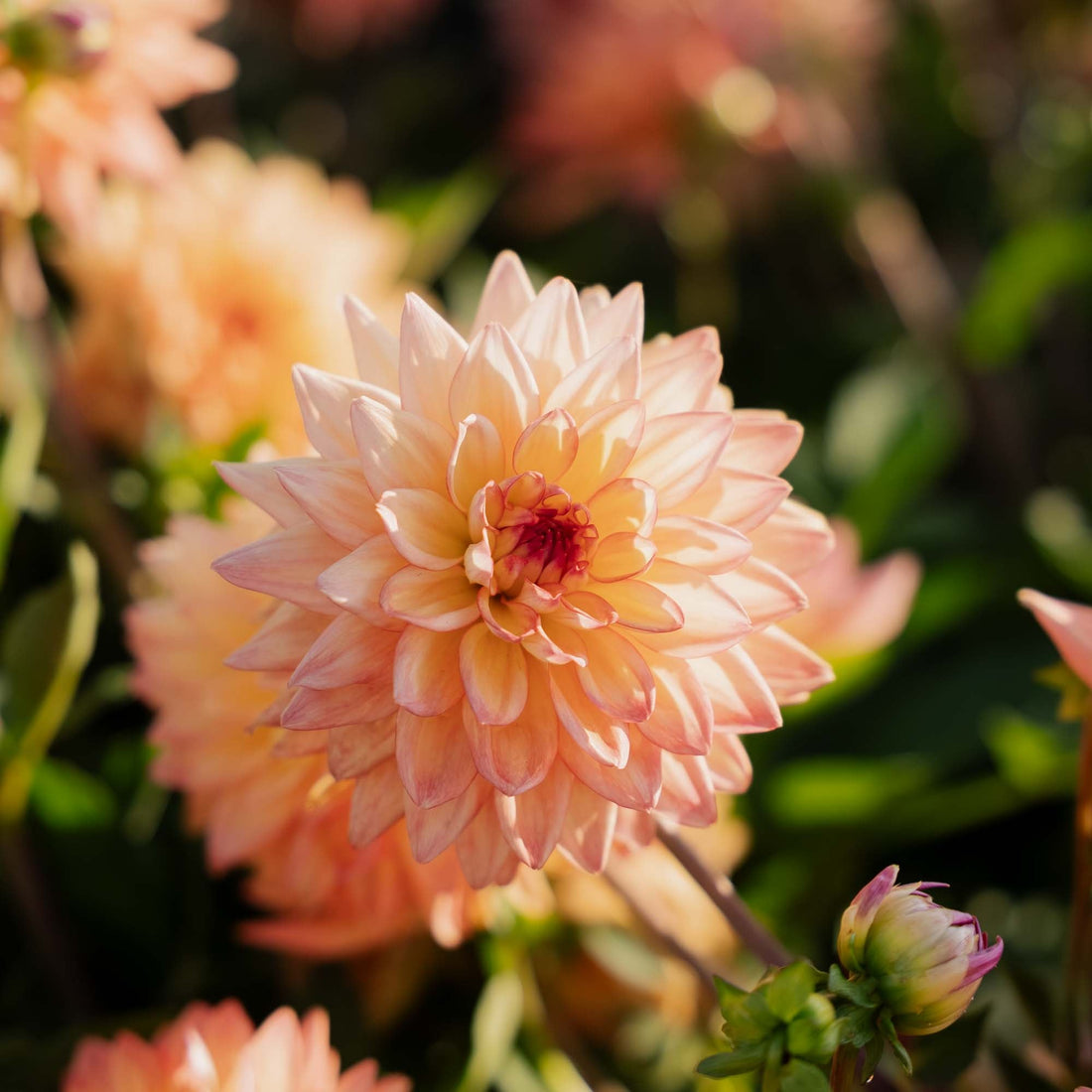 Daalia 'Melody dora'