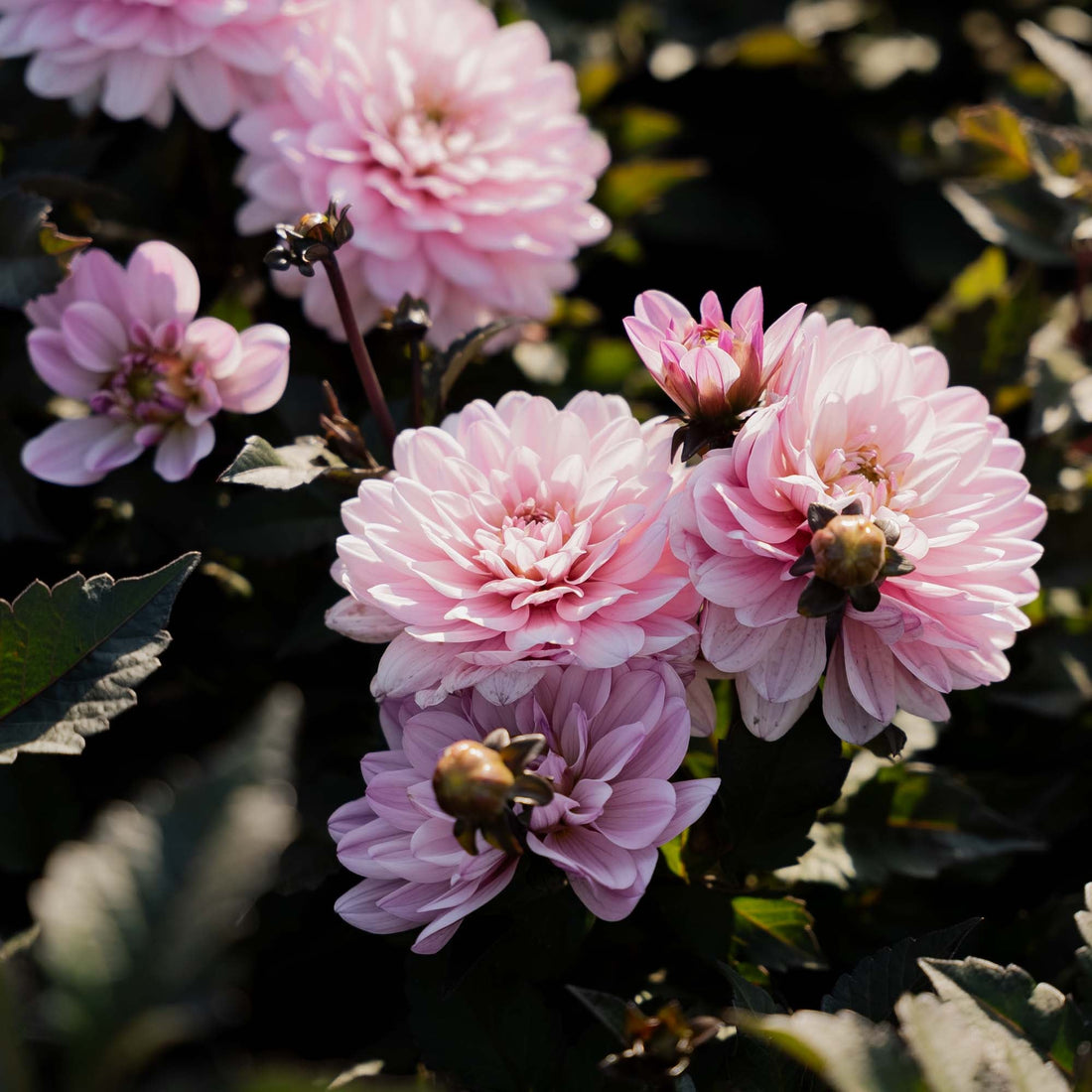 Daalia 'Melody Harmony'