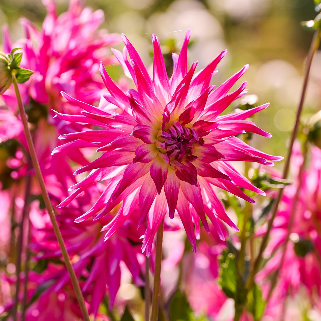 Daaliaseos 'Light purple mix'