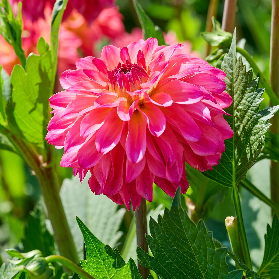 Daaliaseos 'Pink mix'