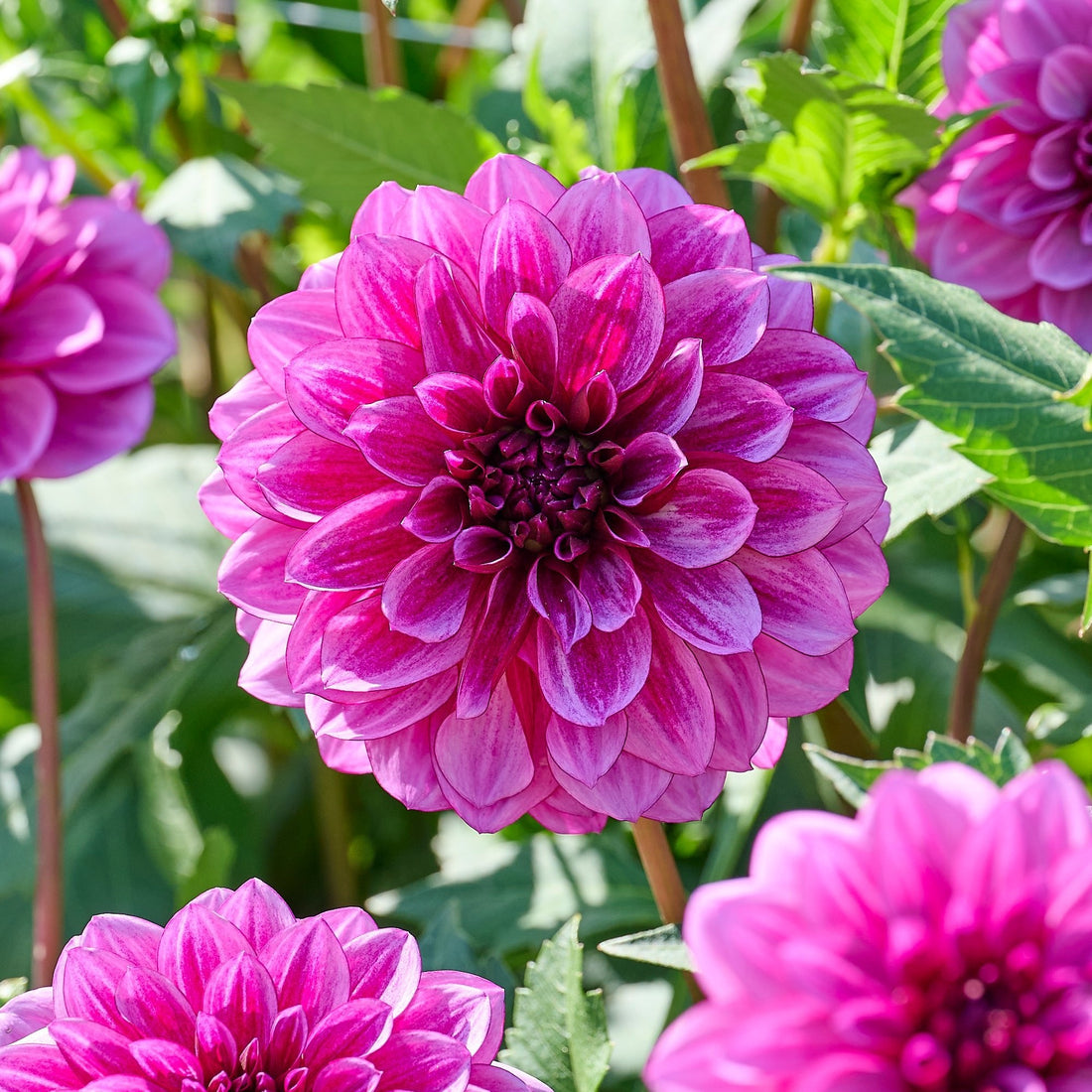Daaliaseos 'Pink/Purple mix'