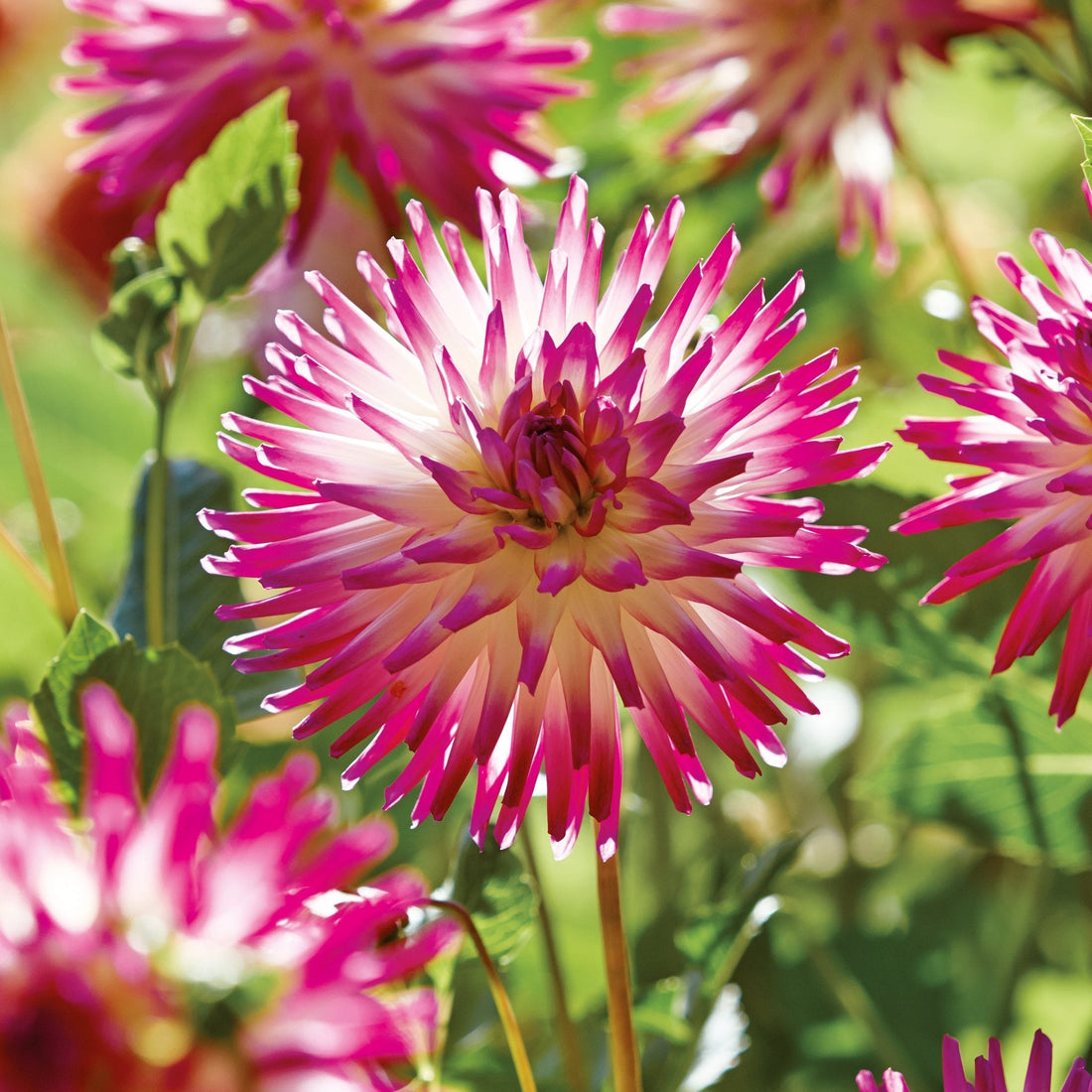 Daaliaseos 'Soft pink mix'