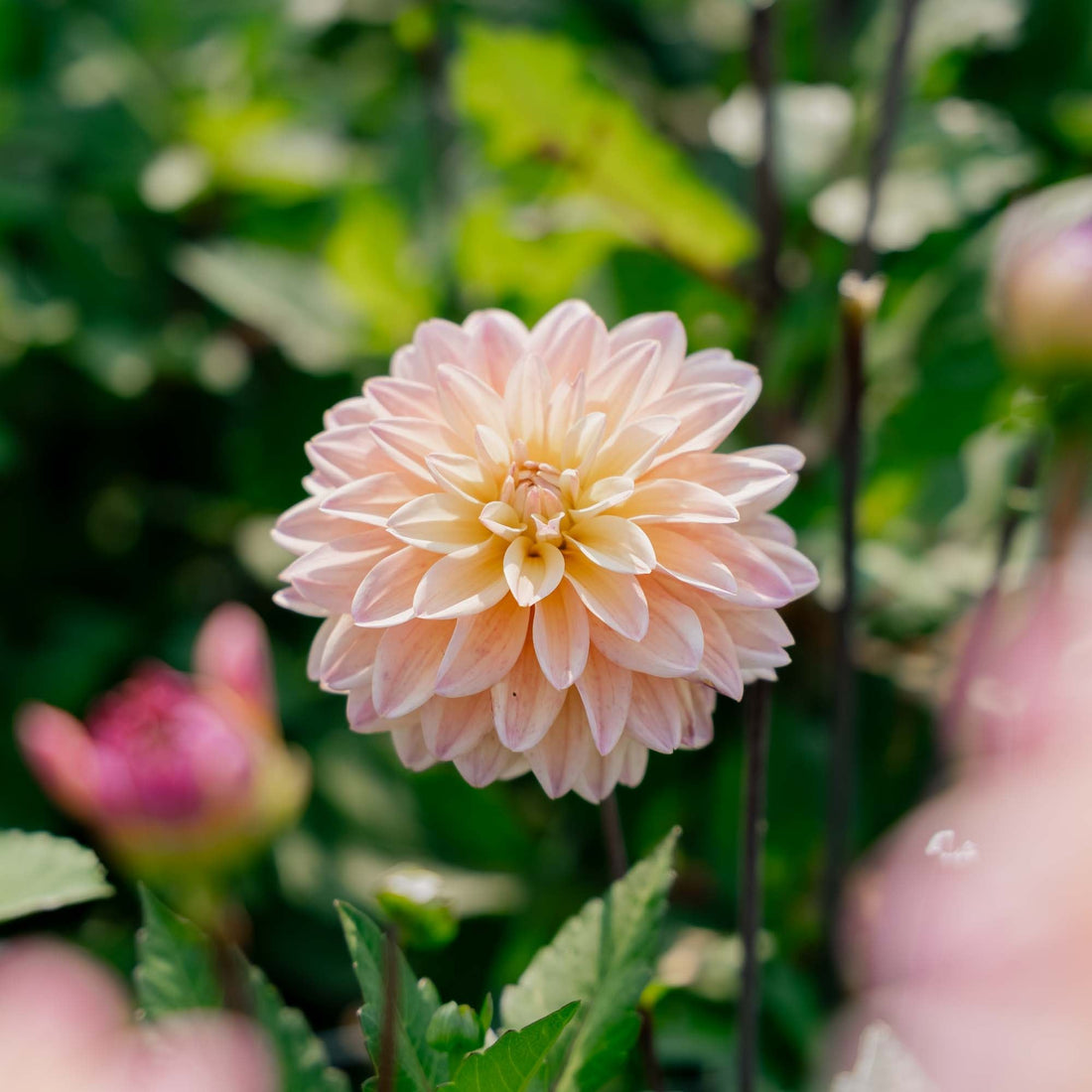 Daalia 'Mondriaan'