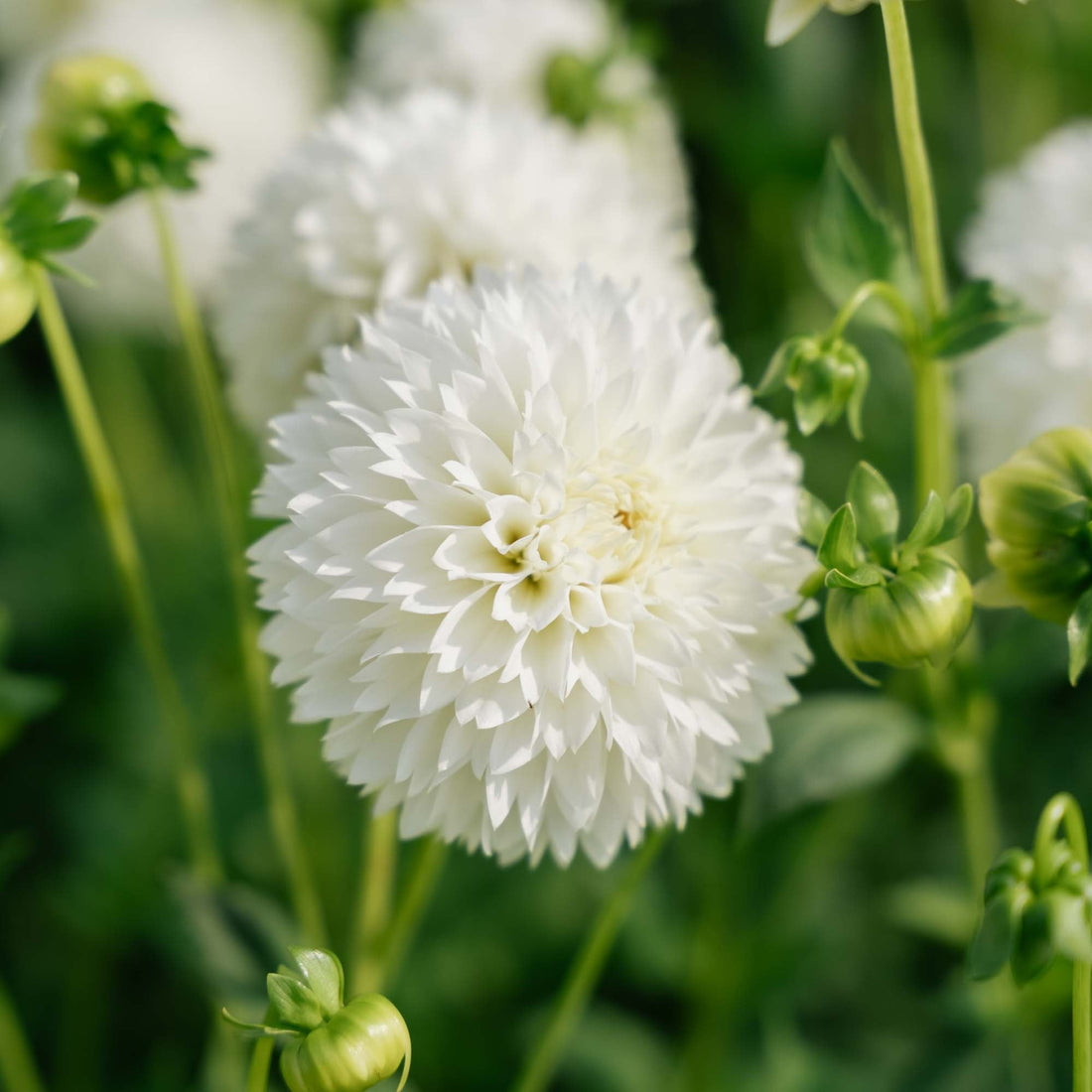 Daalia 'Myama Fubuki'