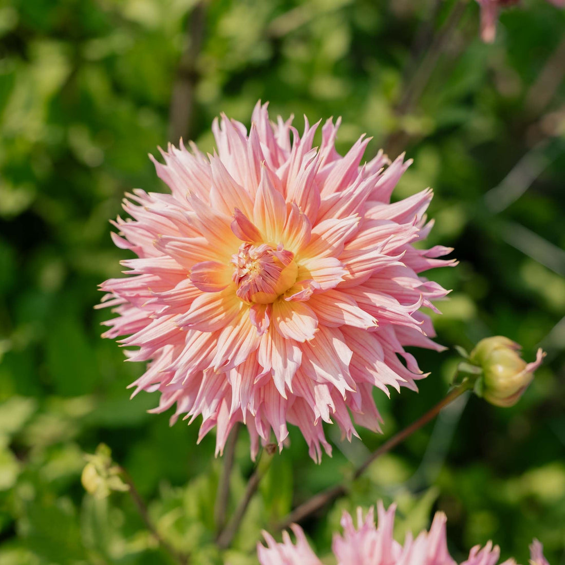 Daalia 'Omega'