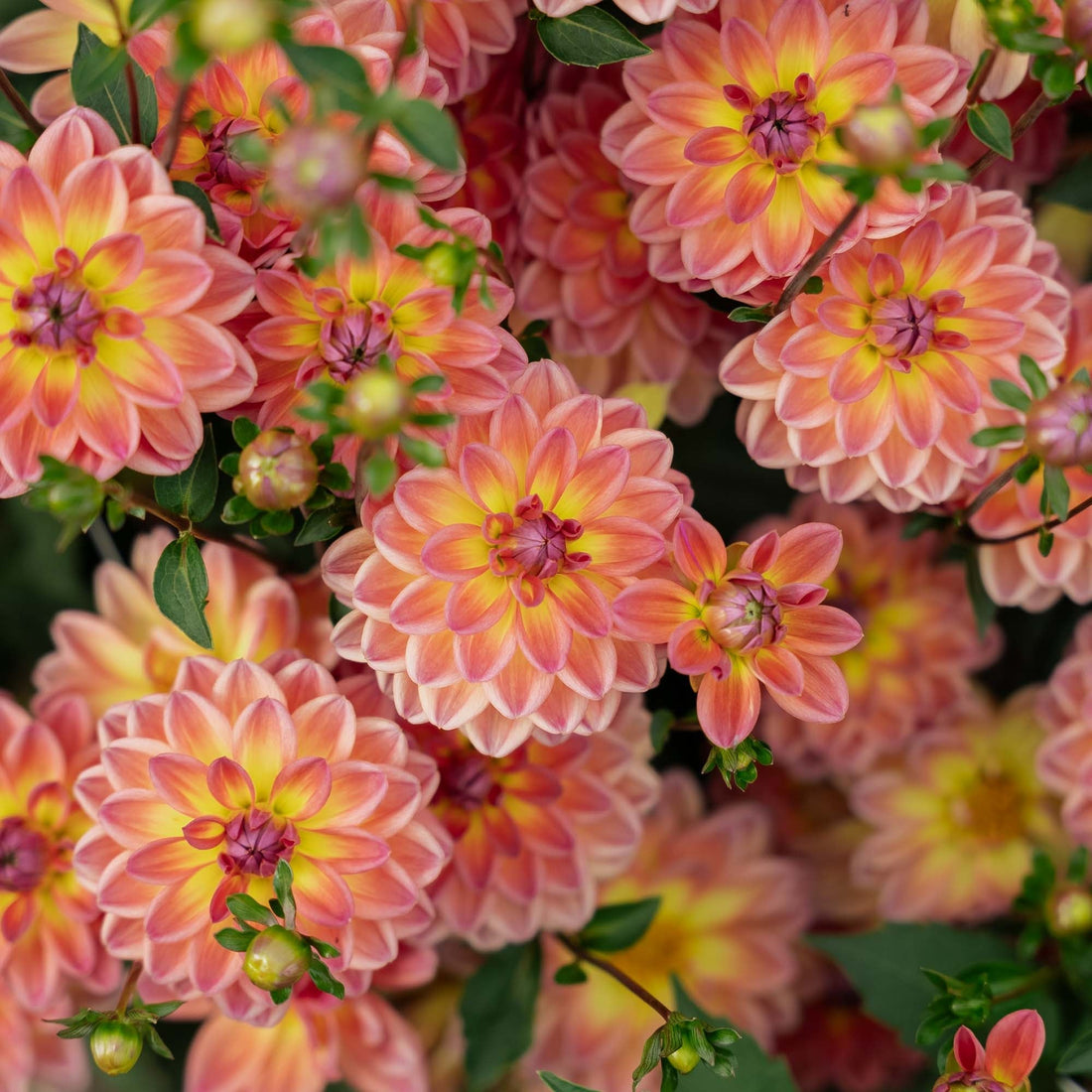 Daalia 'Pacific View'