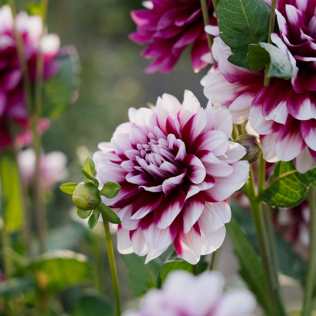 Daalia 'Patches'
