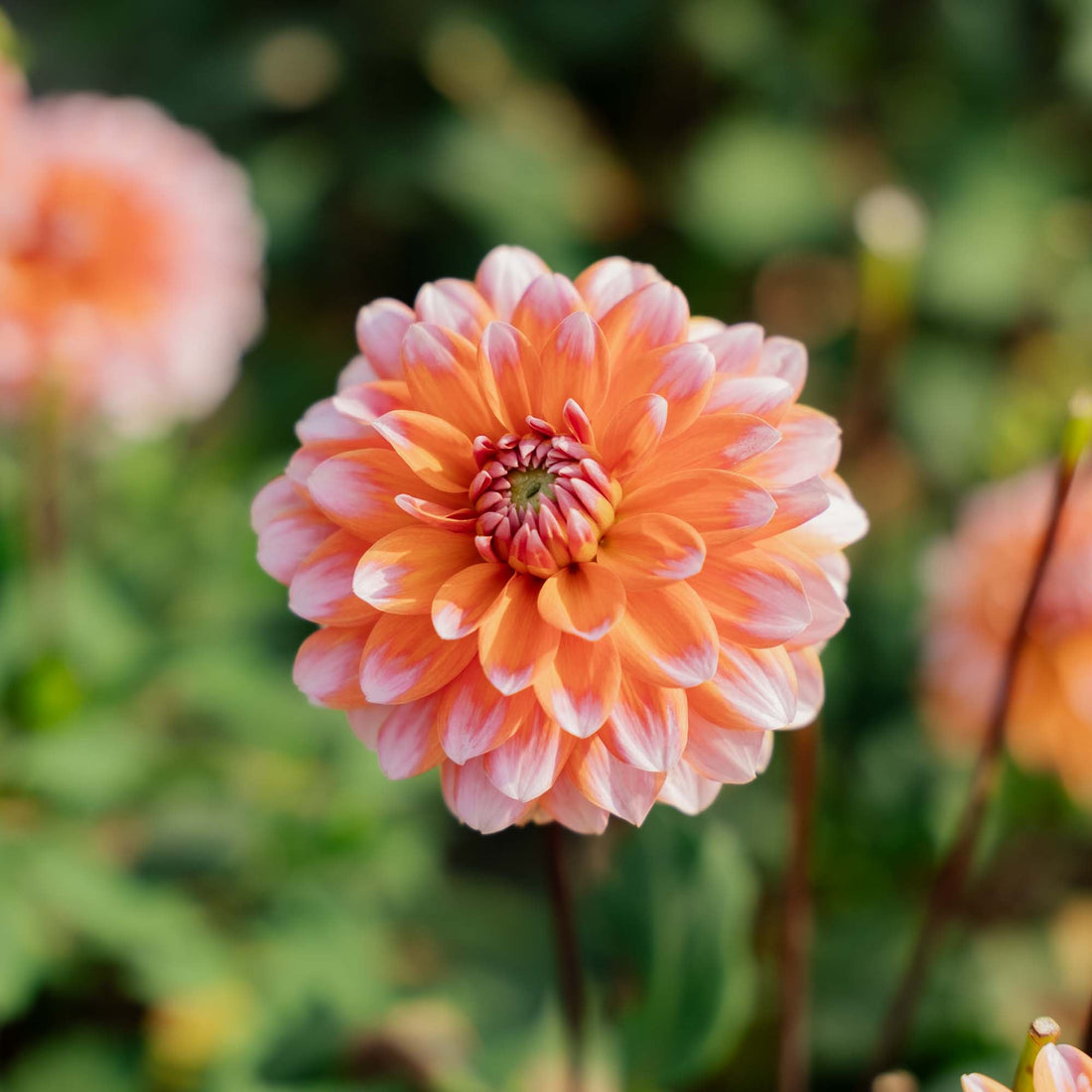 Daalia 'Peaches and Vanilla'