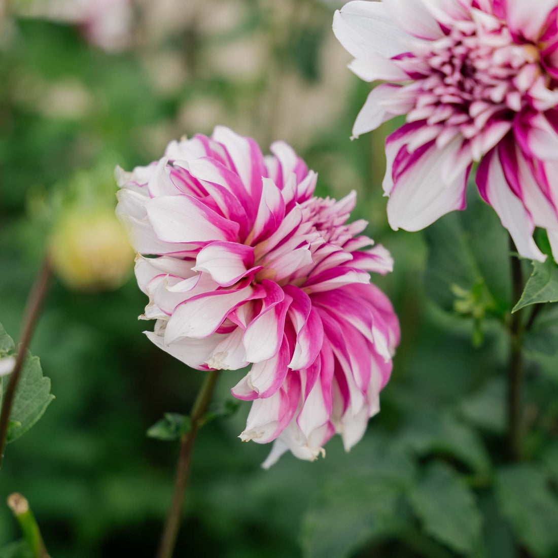 Daalia 'Radegast'