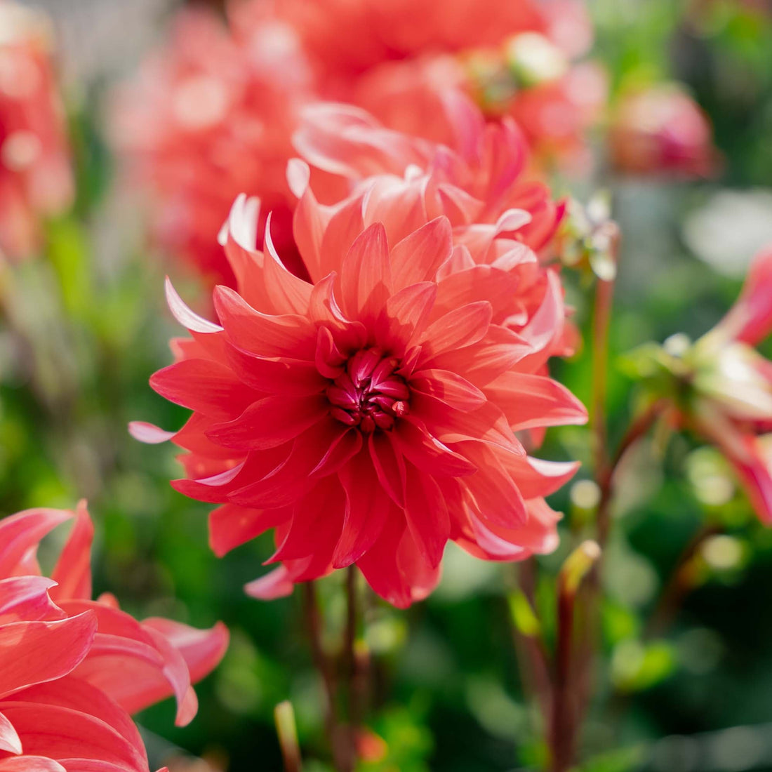 Daalia 'Red Labyrinth'