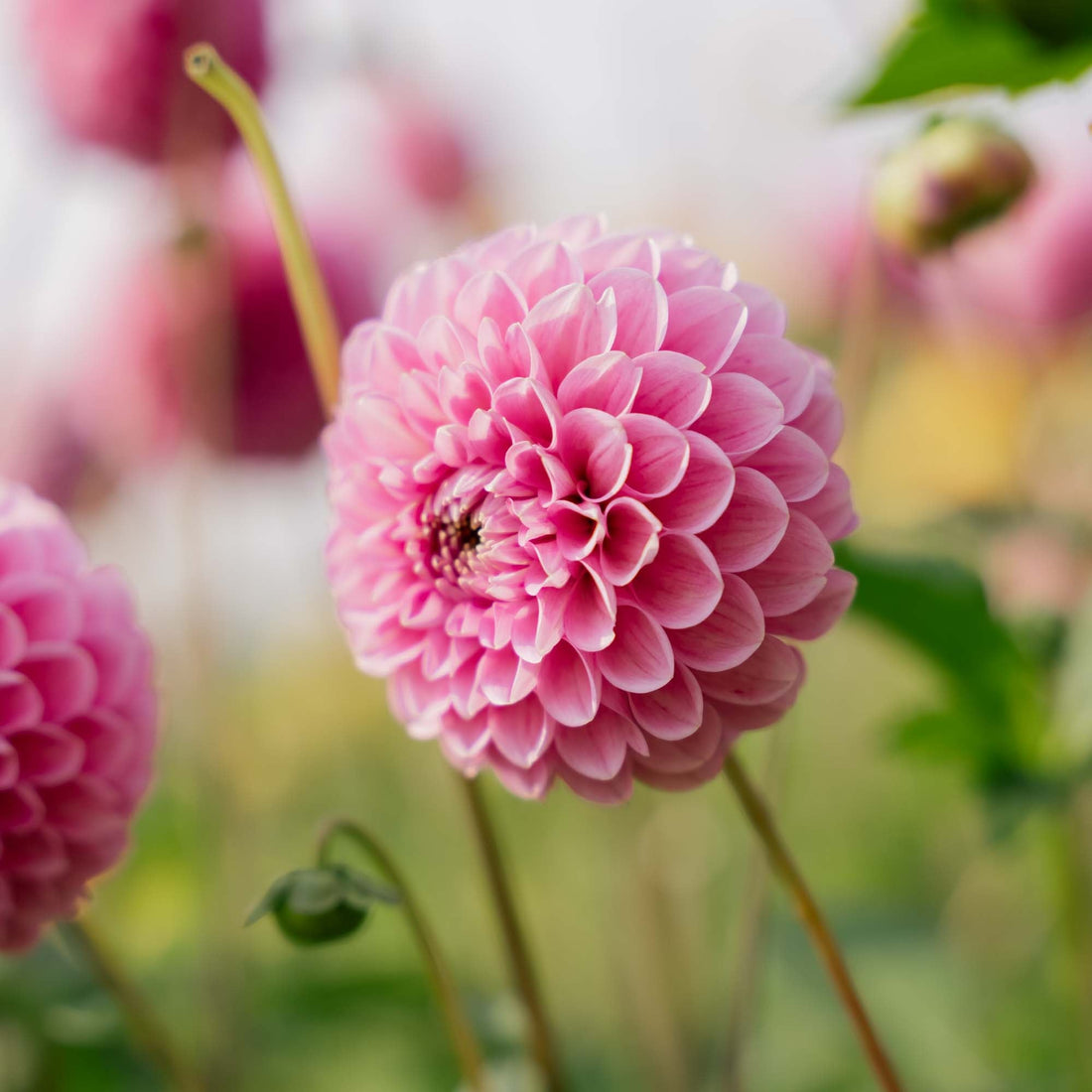 Daalia 'Sweet fabienne'