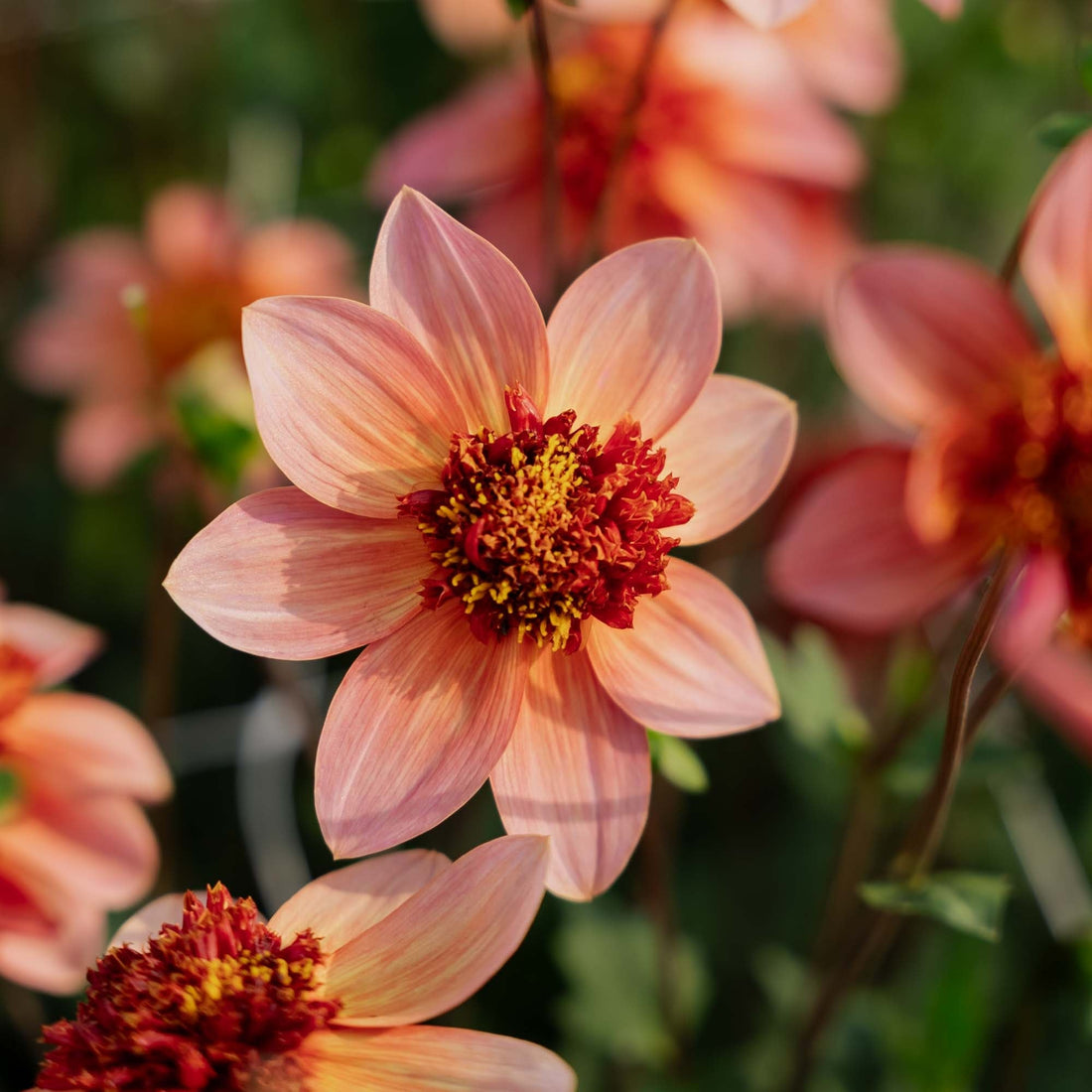 Daalia 'Totally Tangerine'