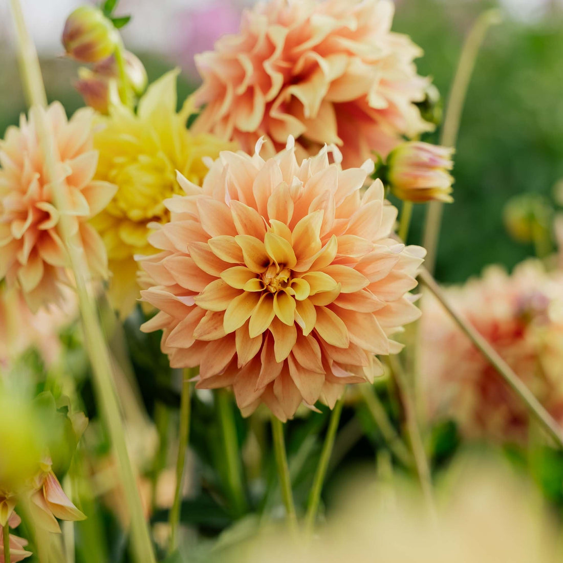 Daalia 'Tyrell'