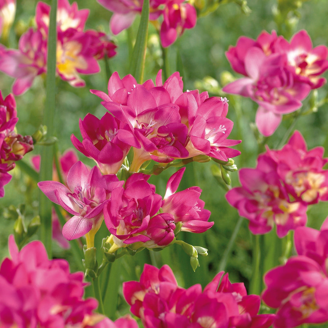 Freesia 'Double Pink'