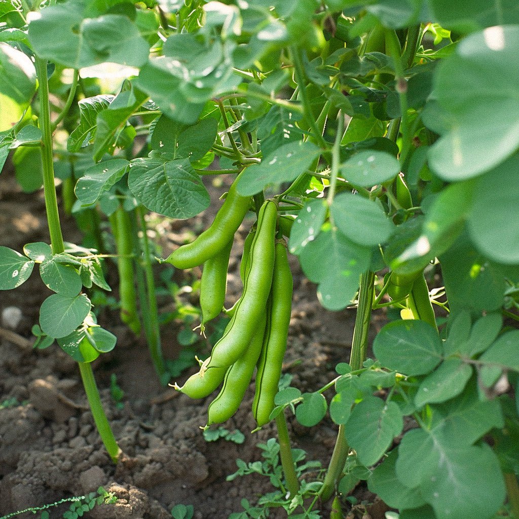 Härkäpavun siemenet 'Eleonora' - 5 luomusiementä