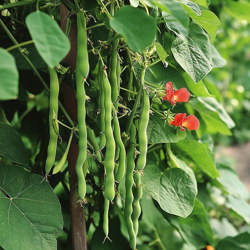 Härkäpavun siemenet 'Lady Di' - 20 luomusiementä