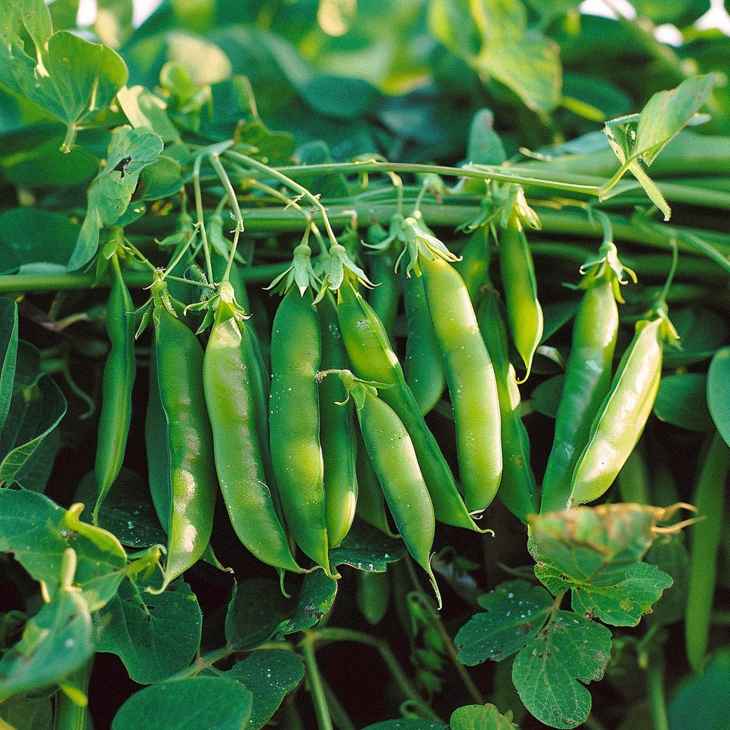 Herneensiemenet 'Kelvedon Wonder' - 50 luomusiementä