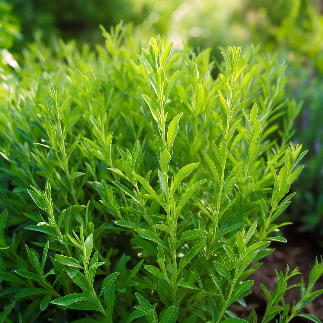 Iisopin siemenet - 300 luomusiementä