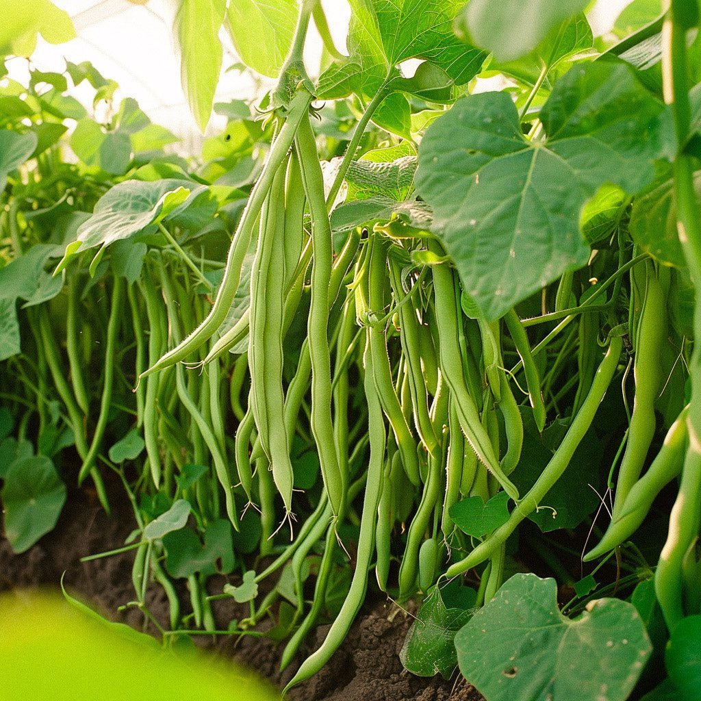 Kääpiöpavun siemenet 'Domino' - 15 luomusiementä