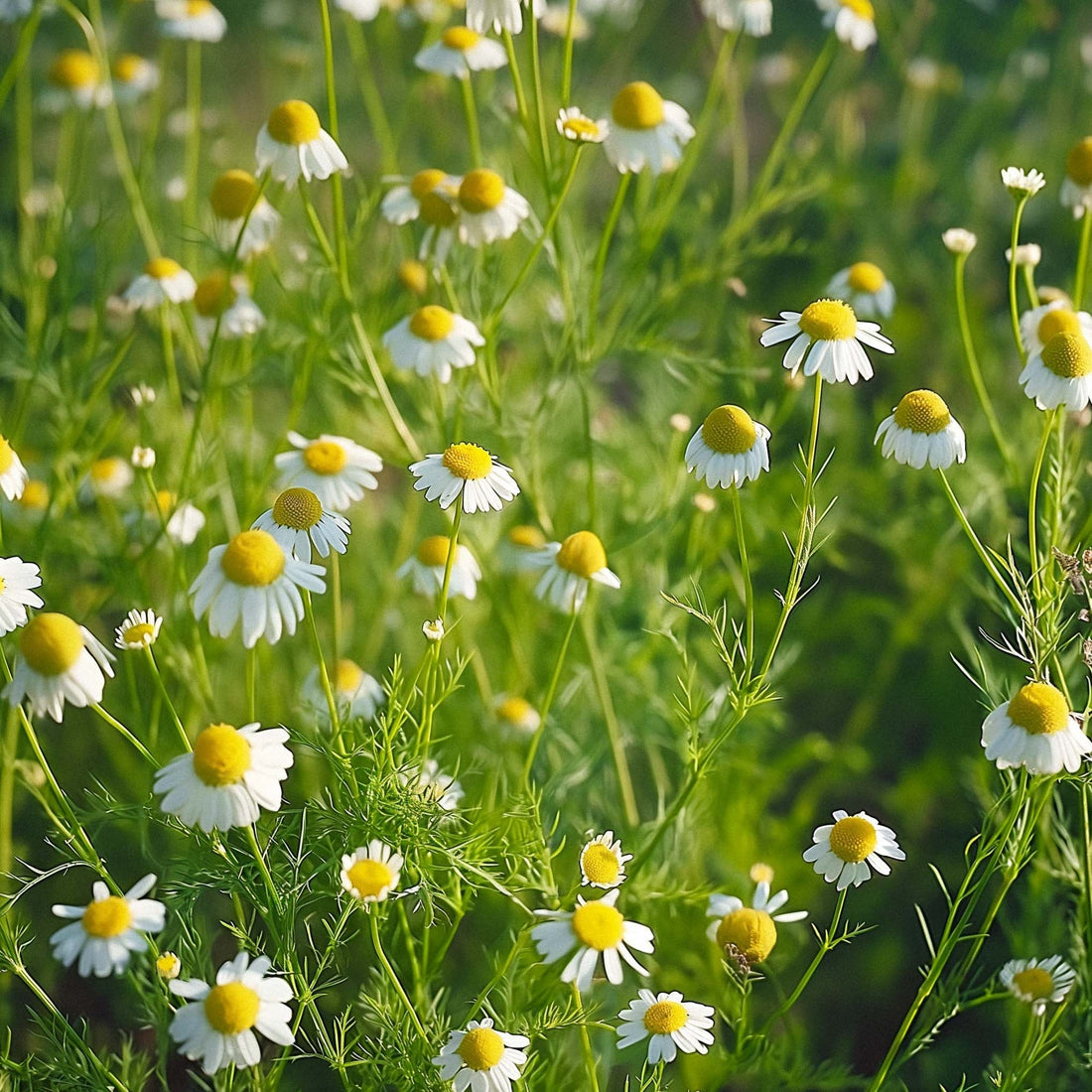 Kamomillan siemenet 'Chamomile' - 2500 luomusiementä