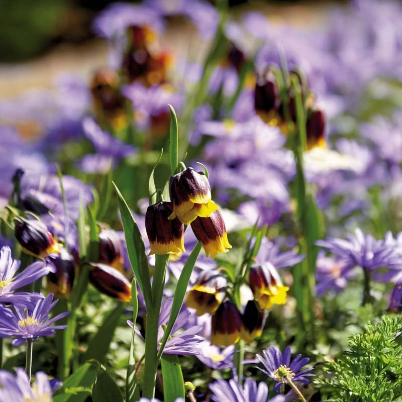 Keisarinkruunu 'Michailovskyi'