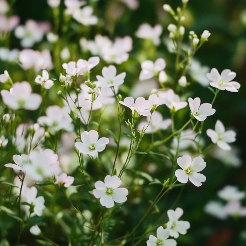 Kesäharson siemenet 'Soapwort' - 300 luomusiementä