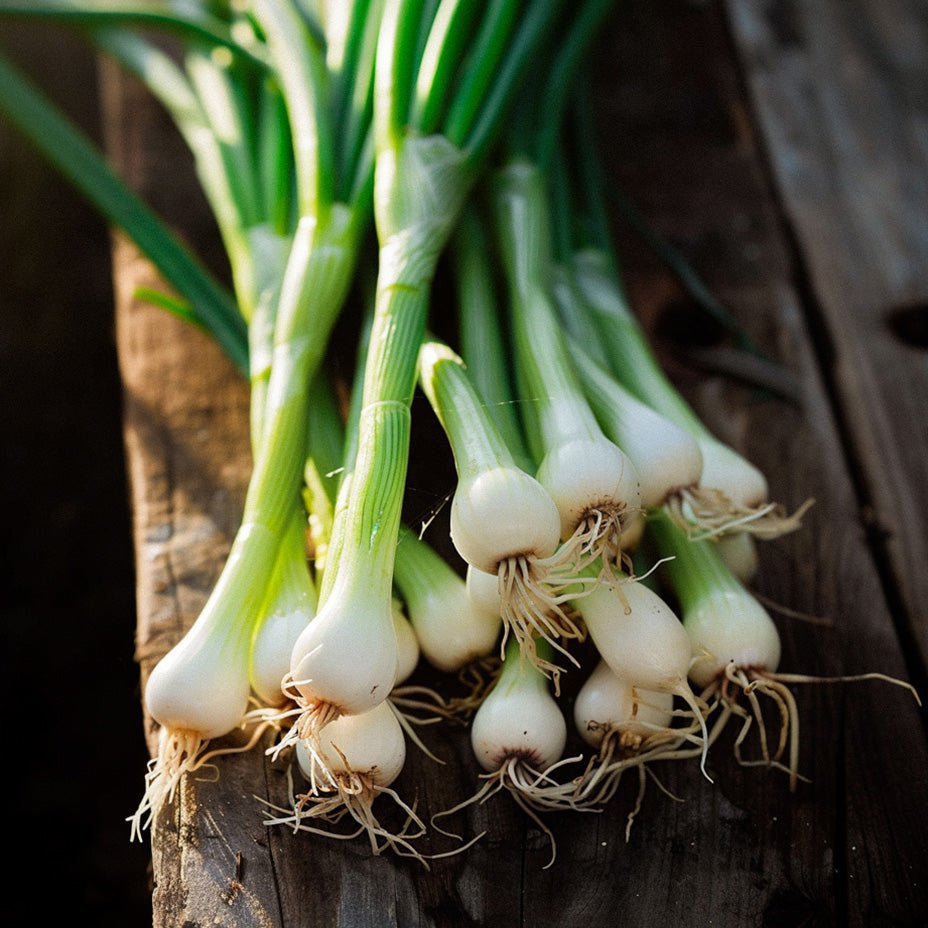 Kevätsipulin siemenet 'White Lisbon' - 100 luomusiementä