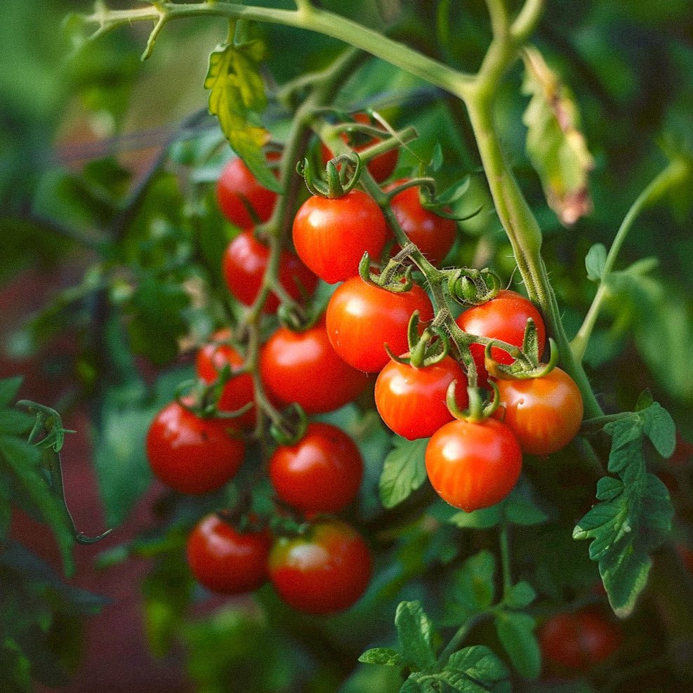 Kirsikkatomaatin siemenet 'Zuckertraube' - 30 luomusiementä